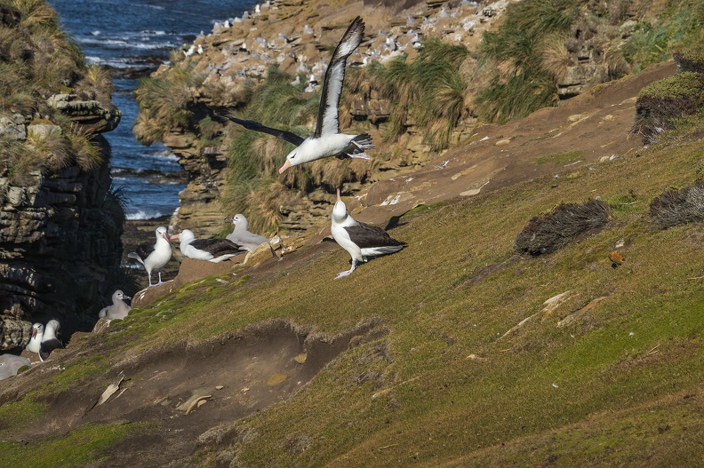 2024_02_West Falkland_Sounders Island_Black-browed Albatross_Schwarzbrauenalbatros_Bild66_web.jpg