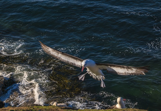 2024 02 West Falkland Sounders Island Black-browed Albatross Schwarzbrauenalbatros Bild68 web