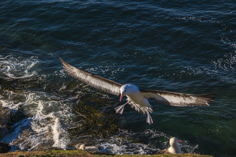 2024_02_West Falkland_Sounders Island_Black-browed Albatross_Schwarzbrauenalbatros_Bild68_web.jpg
