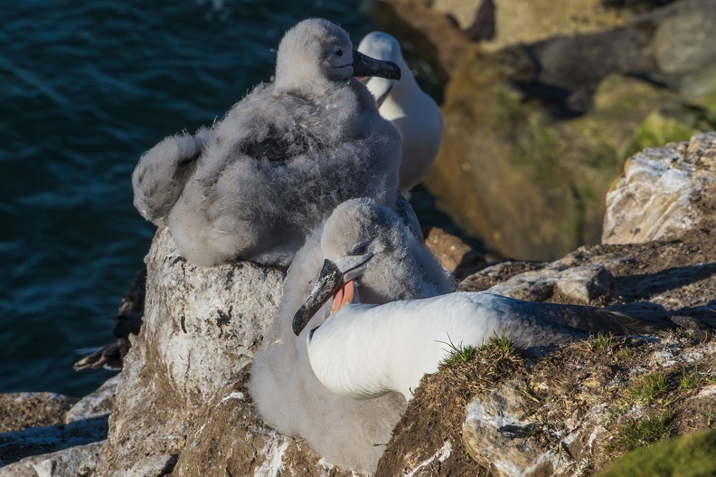 2024_02_West Falkland_Sounders Island_Black-browed Albatross_Schwarzbrauenalbatros_Bild70_web.jpg