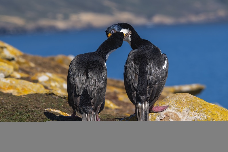 2024_02_West Falkland_Sounders Island_Imperial Cormorant_Blauaugenscharbe_Bild54_web.jpg