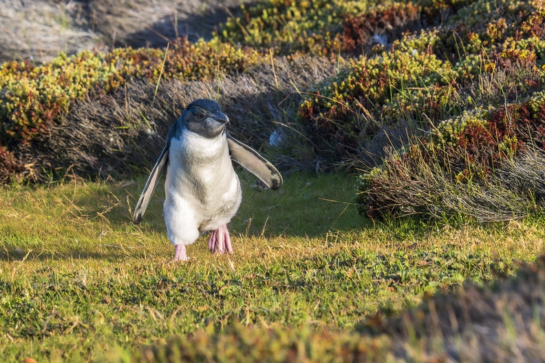2024_02_West Falkland_Sounders Island_Southern Rockhopper Penguin_Felsenpinguin_Bild10_web.jpg