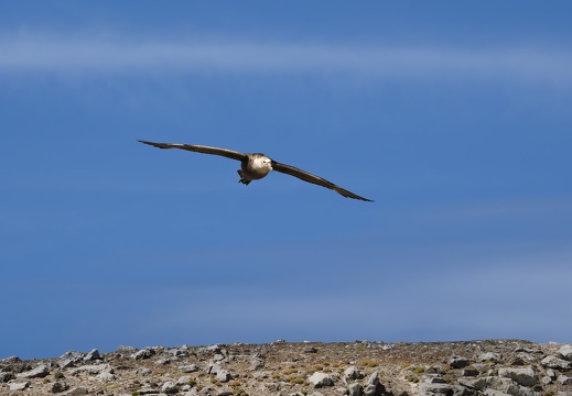 2024 02 West Falkland Pebble Island Southern Giant Petrel Riesensturmvogel Bild70 web
