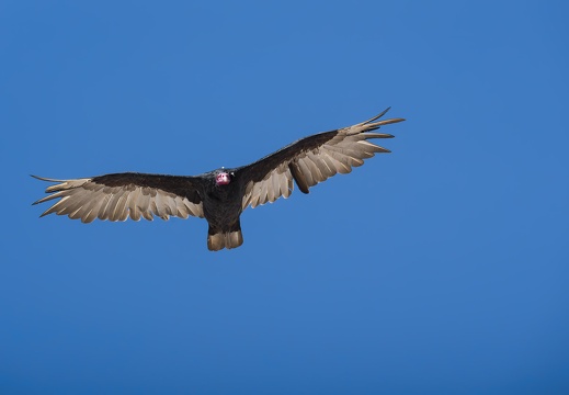 2024 02 West Falkland Pebble Island Turkey Vulture Truthahngeier Bild68 web